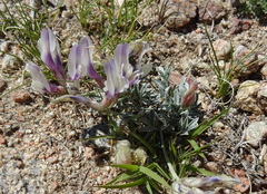 Astragalus