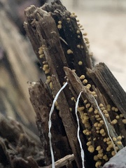 Arcyria obvelata