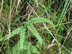 Gleicheniaceae