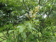 Dalbergia obovata