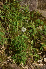 Lysimachia pentapetala
