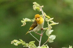 Anaplectes rubriceps