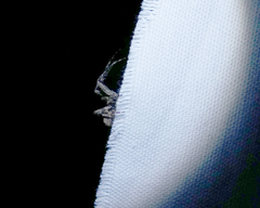 Parawixia