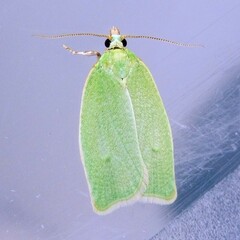 Tortrix viridana