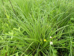 Hypoxis argentea
