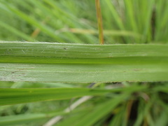 Hypoxis argentea