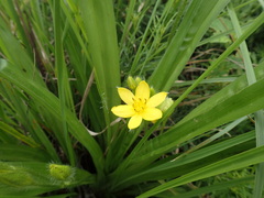 Hypoxis argentea