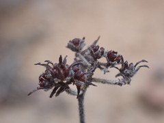 Crassula mesembryanthoides