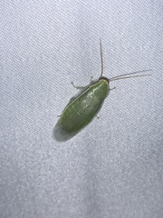 Panchlora nivea