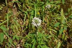 Lysimachia pentapetala