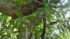 Phylloscartes ventralis