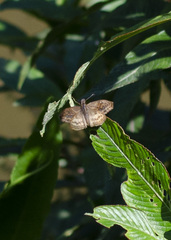 Theagenes dichrous