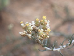 Helichrysum rosum
