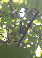 Phylloscartes ventralis