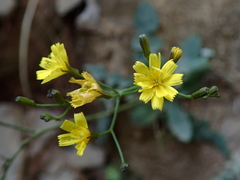 Ixeridium laevigatum