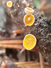 Lachnellula subtilissima