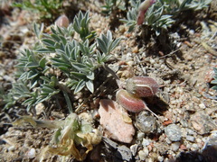 Astragalus
