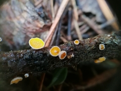 Lachnellula subtilissima