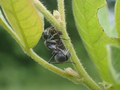 Polyrhachis schistacea
