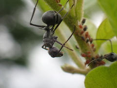 Polyrhachis schistacea