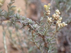Helichrysum rosum