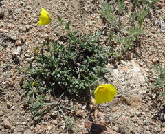 Helianthemum songaricum