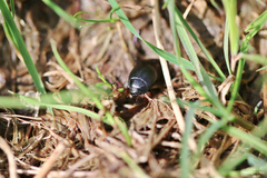 Agabinae
