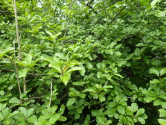 Ehretia rigida silvatica