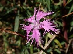 Dianthus pygmaeus