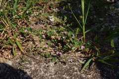 Kummerowia stipulacea