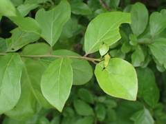 Ehretia rigida silvatica