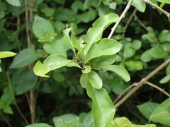Ehretia rigida silvatica