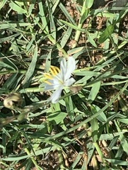 Chlorophytum cooperi