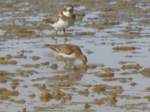 Correlimos de Temminck (Calidris temminckii)