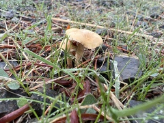 Cystoderma carcharias