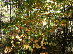 Acer morrisonense