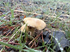 Cystoderma carcharias