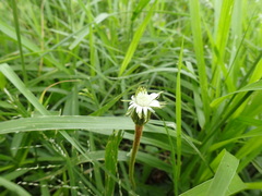 Gerbera piloselloides
