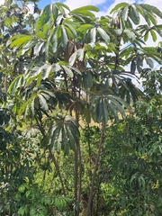 Cecropia