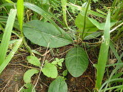 Gerbera piloselloides