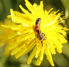 Sphecodogastra