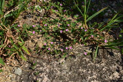 Kummerowia stipulacea