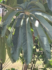 Cecropia
