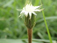 Gerbera piloselloides