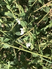 Justicia anagalloides