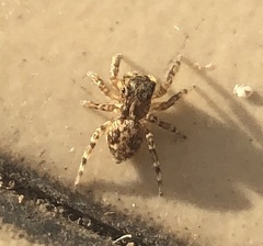 Euophryini