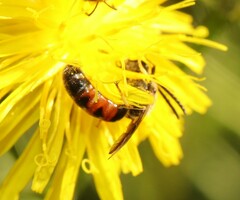 Sphecodogastra