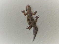 Pachydactylus geitje