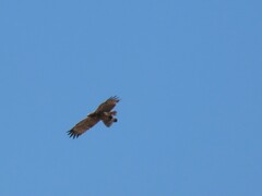 Polyboroides typus typus