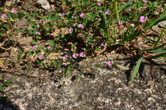 Kummerowia stipulacea